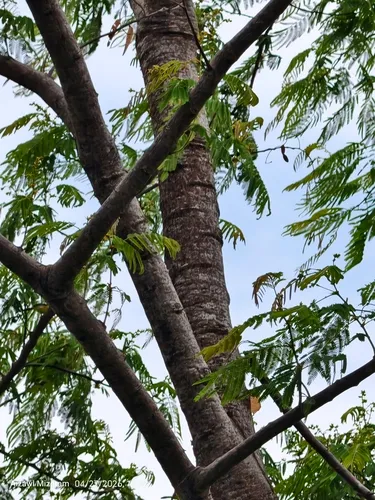 Chinese Albizia