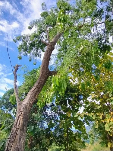 Indian Albizia — photo by Ian Cowie