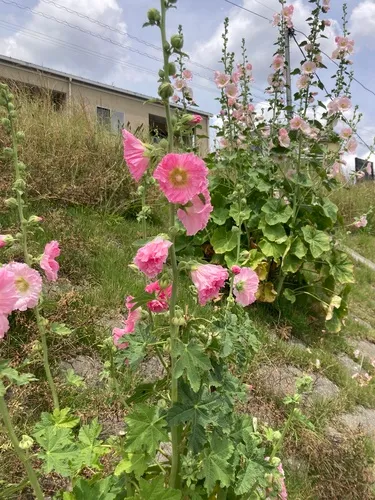 Hollyhock — photo by masa-buruno