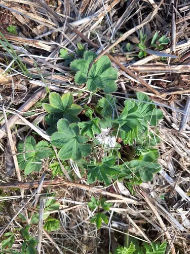 Thinstem Lady's Mantle