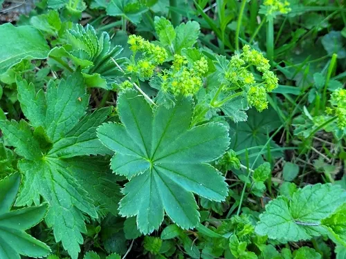 Hairy Lady's Mantle