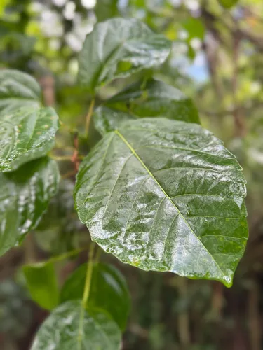 Achiotillo