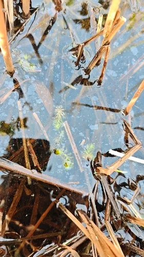 Waterwheel Plant — photo by tom_holenstein