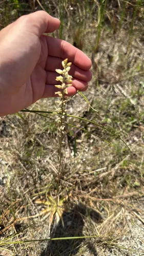 Bracted Colicroot