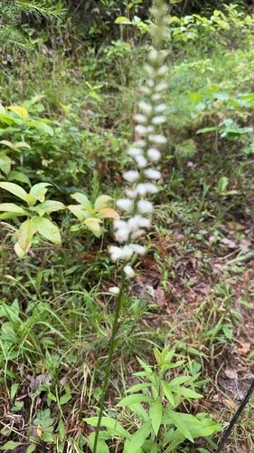 White Colicroot