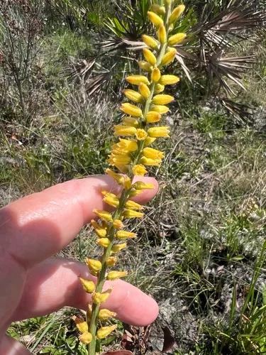 Yellow Colicroot