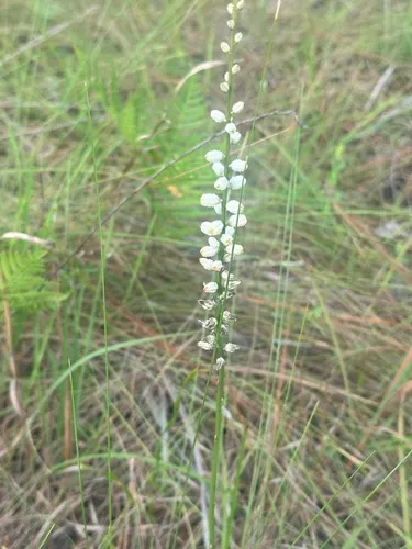 Southern Colicroot