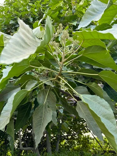 Indian Walnut (var. katoi) — photo by jawbones