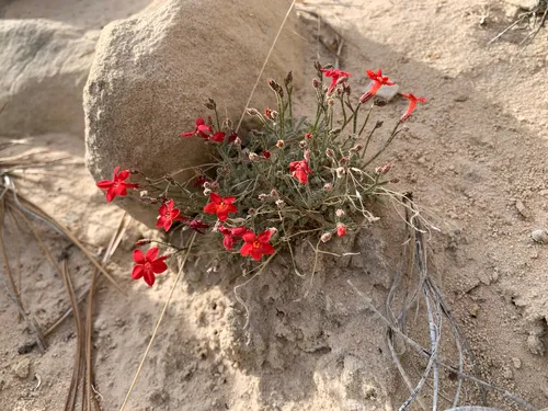 Rabbit Valley Gilia — photo by Sequoia Janirella Wrens