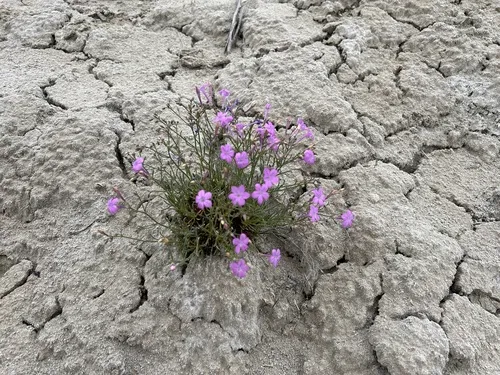 Aztec Gilia