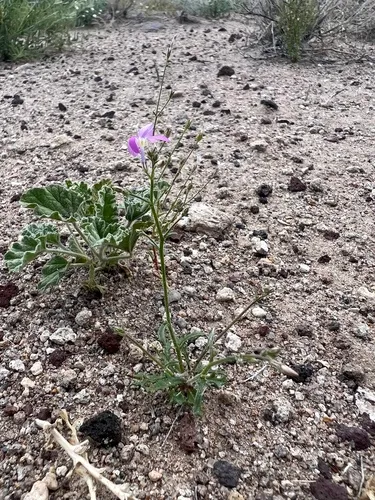 Cactus Flat Gilia