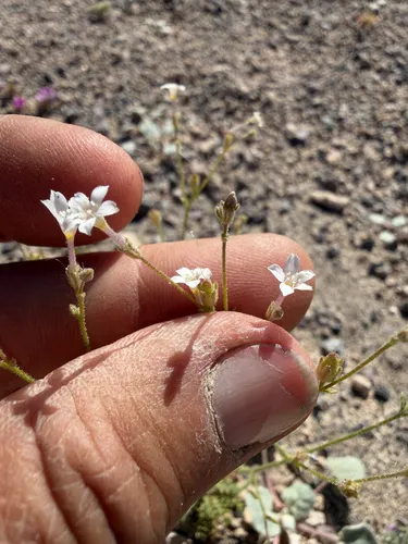 Desert Pale Gilia — photo by Michelle Skip Vasquez