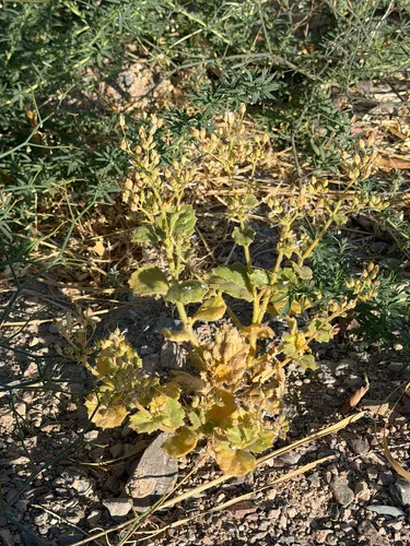 Broad-leaf Gilia