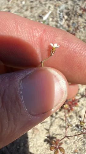 Sand Gilia — photo by pajricha