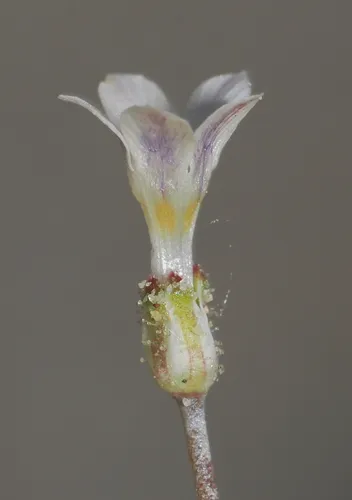 Lott's Gilia — photo by Damon Tighe