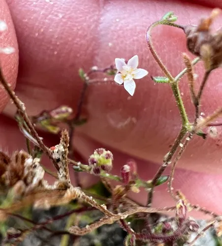 Dainty Gilia
