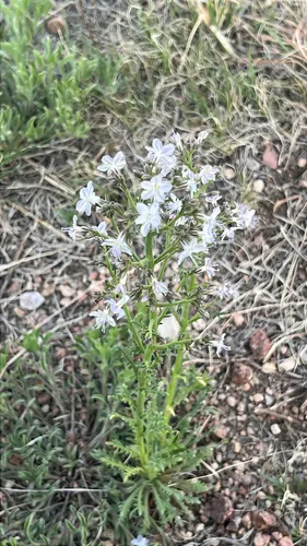 Sticky Gilia — photo by Chris Walker