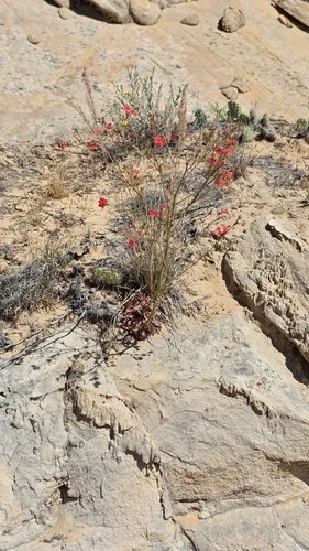 Coral Gilia