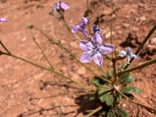 Mussentuchit Creek Gilia — photo by Kenzie Anderson-Bell