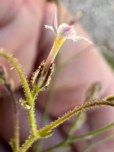 Coyote Gilia