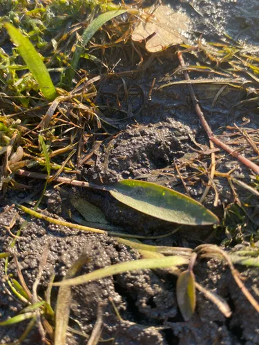 Narrowleaf Water Plantain