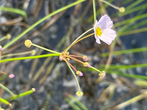 Lanceleaf Water Plantain