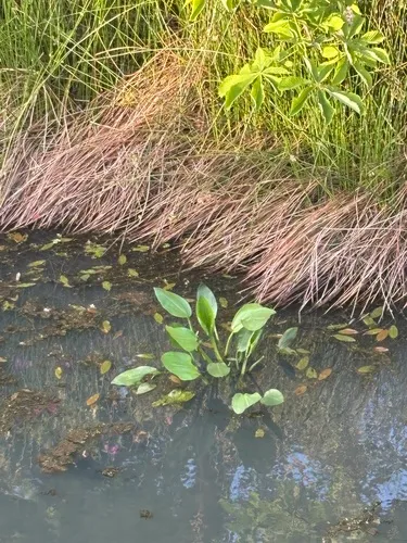 European Water Plantain