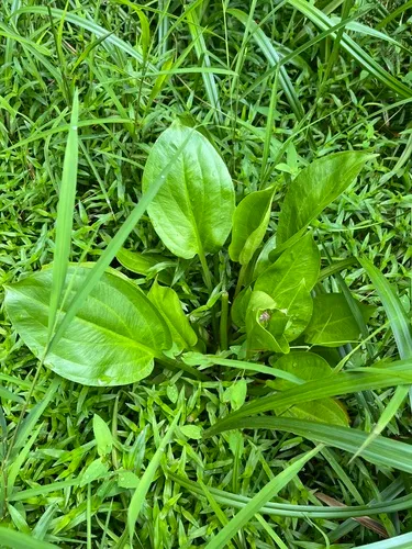 American Water Plantain