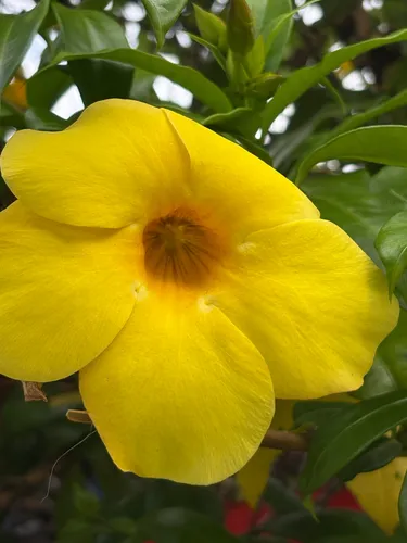 Golden Trumpet