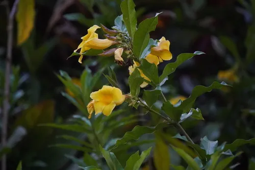 Bush Allamanda