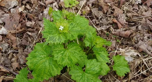 Garlic Mustard — photo by Sara Rall