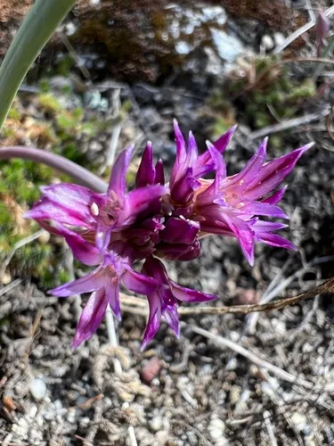 Abrams' Allium