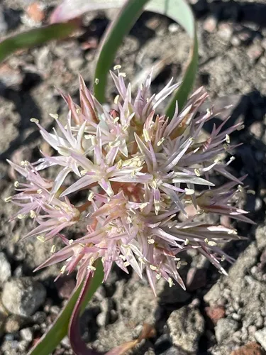 Twinleaf Onion — photo by Patrick Silbey