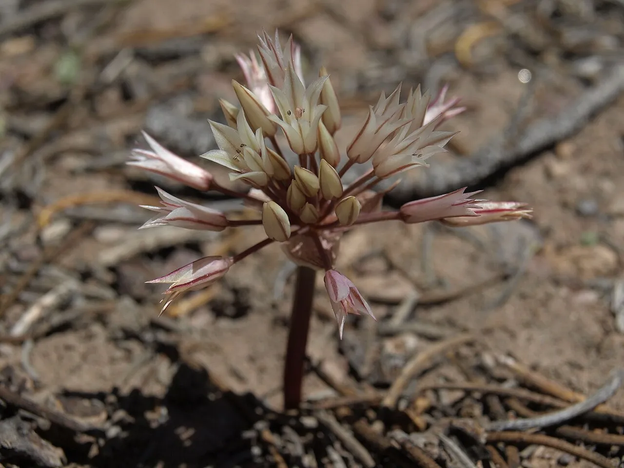 Darkred Onion (var. cristatum) — photo by Jim Morefield from Nevada, USA