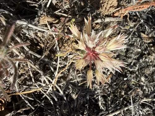 Darkred Onion — photo by John Sterling