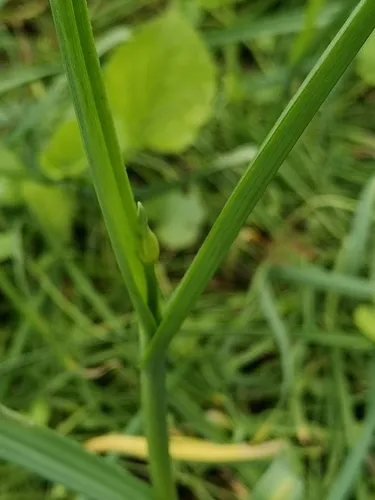 Broadleaf Wild Leek — photo by Ирина Бортникова