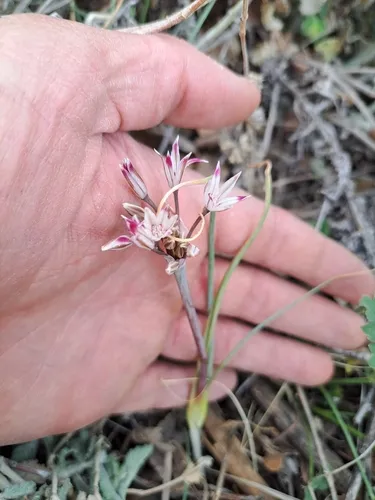 Bigelow's Onion