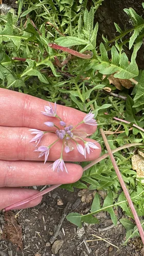 Twincrest Onion (var. bisceptrum) — photo by Ashley Couchis