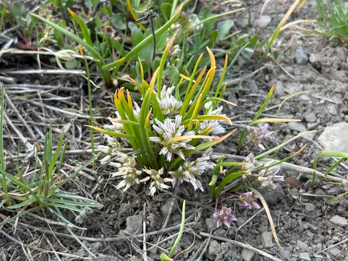 Brandegee's Onion — photo by Aster Ayer