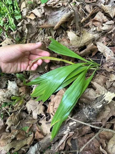 Narrowleaf Wild Leek — photo by williamwanders