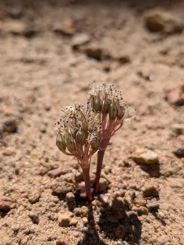 Burlew's Onion — photo by Chris Berry