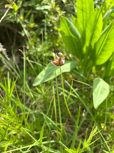 Meadow Garlic — photo by American Wilderness