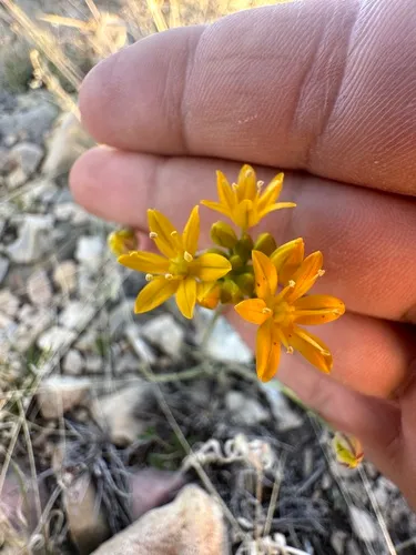 Yellowflower Onion — photo by Matt Reala