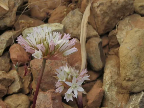 Cascade Onion — photo by Larry H Moore