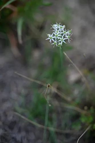 Striped Garlic — photo by Keith Bradley