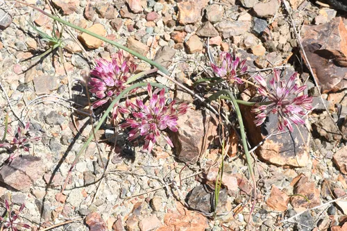 Serpentine Onion — photo by Trevor Van Loon