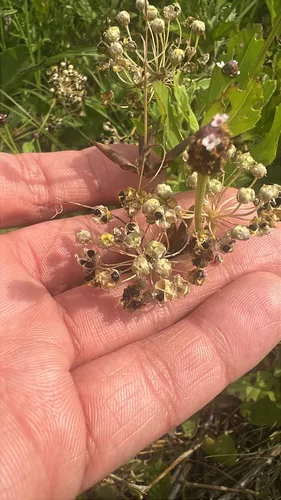 Drummond's Onion — photo by jake98snake