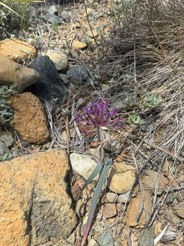 Scytheleaf Onion — photo by Nathan McCanne