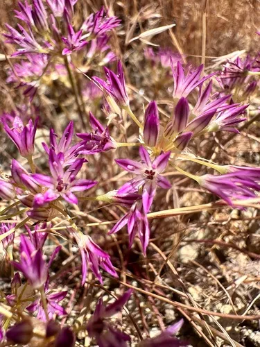 Purdy's Fringed Onion (var. purdyi) — photo by Leah Gardner