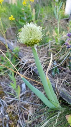 Welsh Onion — photo by Julian